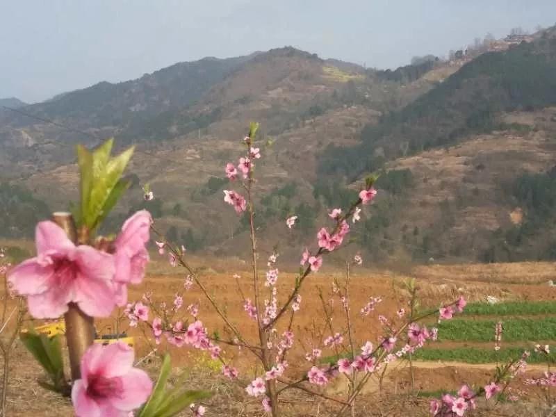 陕西汉中桃花开，重钢别墅放光彩
